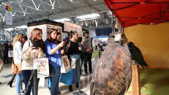 Entre las principales protagonistas de esta edición de Tierra Adentro, las aves rapaces, que se han llevado cientos de fotos en estos tres días.  