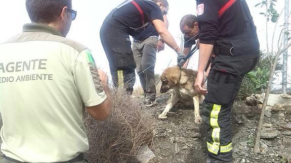 Rescatan a un perro tras caer a una balsa de riego en Lucainena