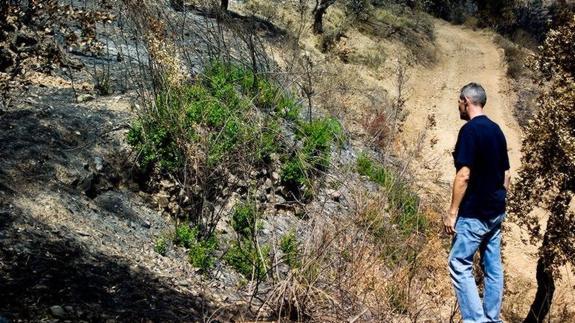 El alcalde, Mariano González, mira un rebote verde, en una zona próxima al lugar donde se originó el incendio de la Sierra de Lújar 