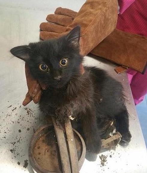 Piden ayuda para encontrar al furtivo que colocó el cepo que mató a este gatito