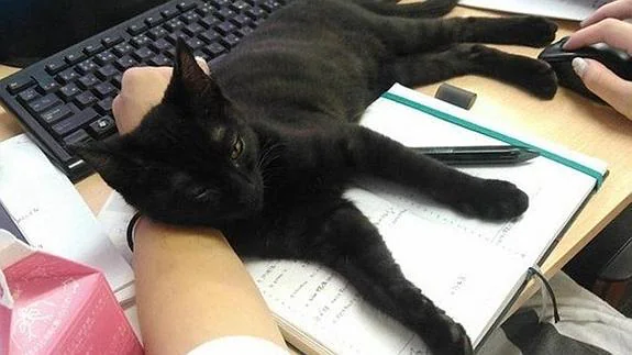 Una empresa adopta 9 gatos y aumenta la productividad y disminuye el estrés