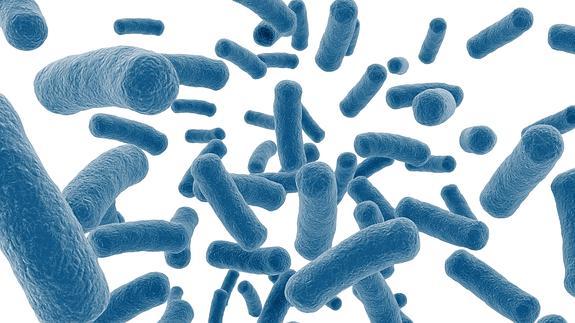 ¿Controlan las bacterias intestinales nuestro apetito?