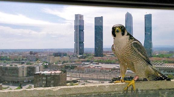 Madrid. La primera ‘halcona castiza’; nació en Madrid y ha vuelto para criar. 
