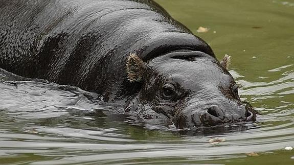 Un hipopótamo mata a tres personas e hiere de gravedad a un niño