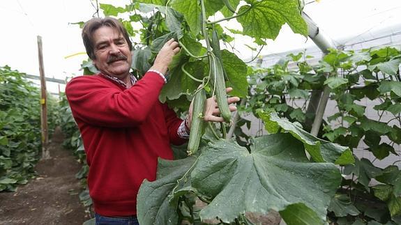 El agricultor de Carchuna Manolo Rodríguez muestra varios ejemplares en su explotación, una de tantas que producen por encima de las posibilidades de venta. 