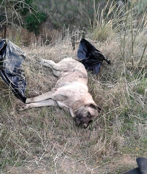 Buscan en Granada al desalmado que atropelló y apaleó a Mastín y le cubrió con bolsas de basura