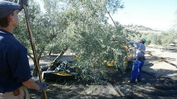 Olivar intensivo y mecanizado de la provincia de Jaén. 