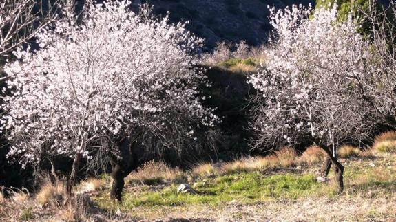 La Alpujarra, de flor en flor | Ideal