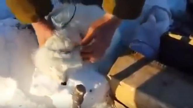 Un zorro polar finge estar muerto para escapar de sus captores y reunirse con su pareja