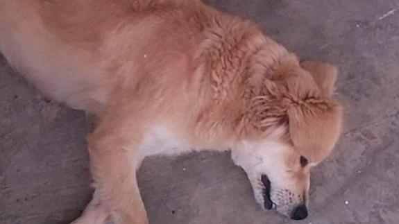 Torturan, envenenan y asesinan a perros en un refugio de Sevilla