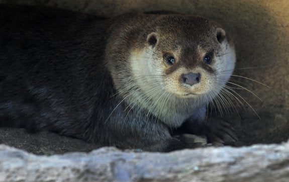 Una nutria, Lutra lutra, descansa en el interior de su madriguera, que construye con apertura hacia el exterior.