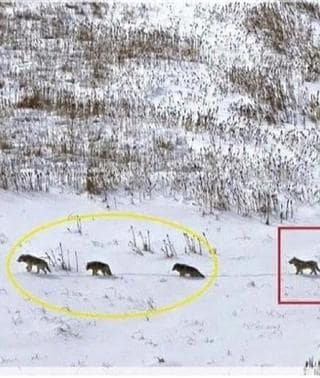 El impresionante mensaje que transmite esta simple foto de unos lobos |  Ideal