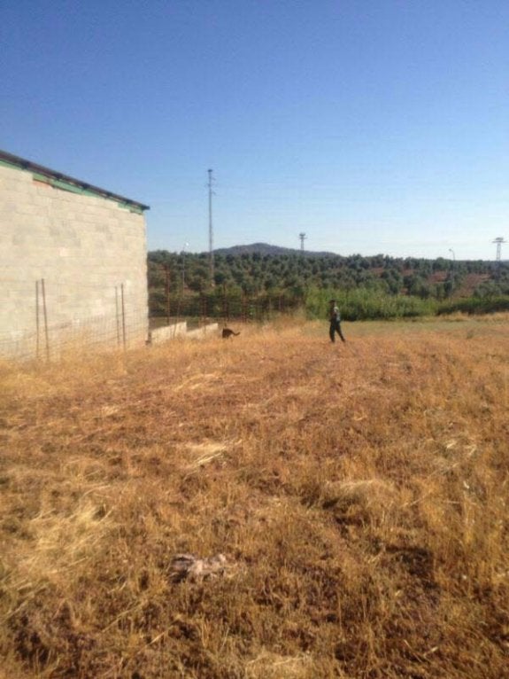La unidad canina de la Guardia Civil en las labores de búsqueda tras la fuga de la joven. 