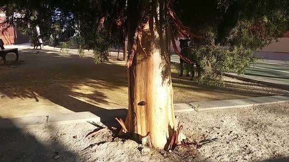 ¿Quién puede matar a un árbol?