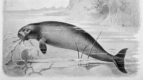 Hallan un sirenio, una nueva especie de mamífero marino de hace 40 millones de años