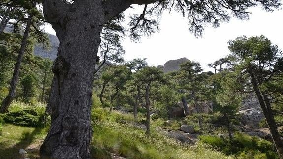 Cazorla, Segura y Las Villas, 30 años del pulmón verde más grande de España