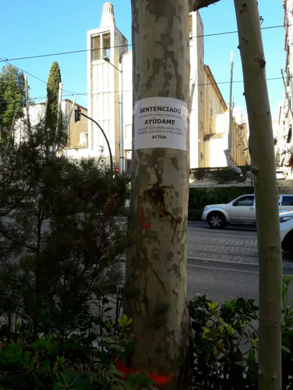 Cartel colocado sobre uno de los árboles.