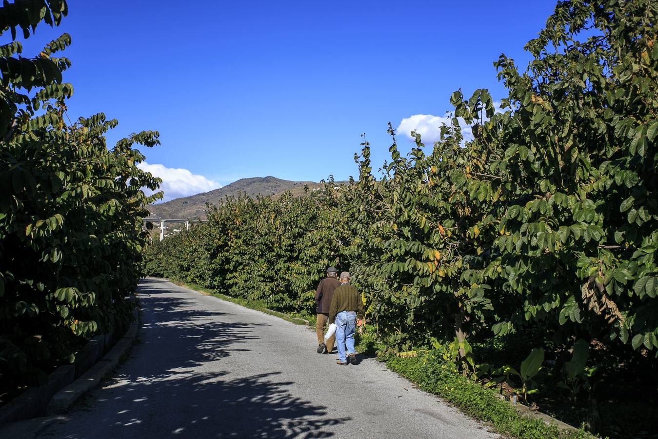 Dos agricultores pasen junto a una extensa plantación de aguacates en la vega de Río Verde, en Almuñécar. 