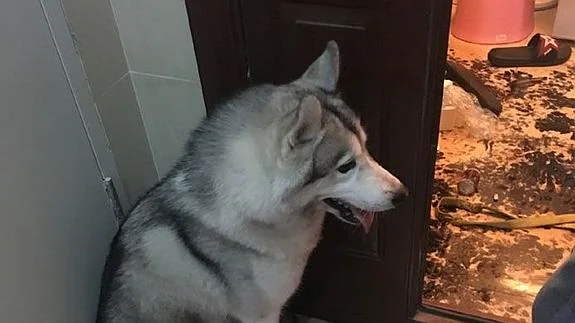 cuanto cuesta un husky siberiano en la india