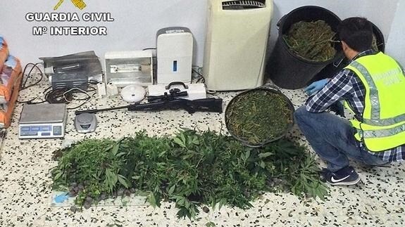Desmantelado un cultivo con 896 plantas de marihuana y detenida una persona en Huércal-Overa