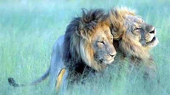 La historia de amor entre dos leones homosexuales que triunfa en la red |  Ideal