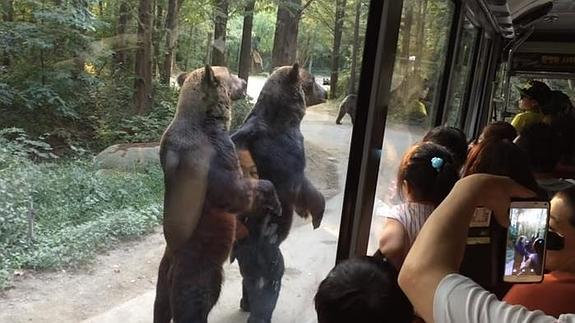 Dos osos que parecen humanos sorprenden así a estos turistas