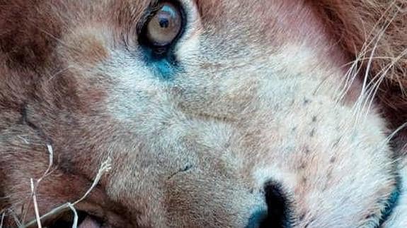 33 leones maltratados volverán a vivir en libertad en Sudáfrica | Ideal