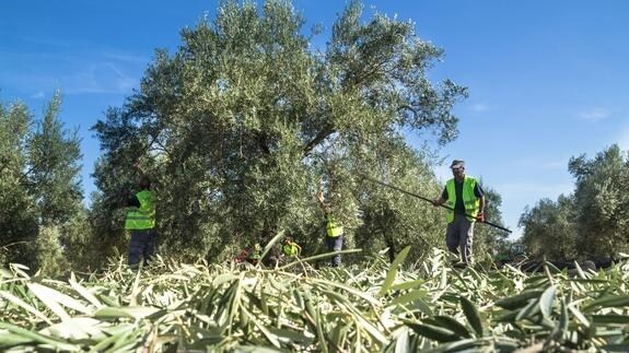 Jaén perderá más de 270 millones de euros con la nueva Política Agrícola Común
