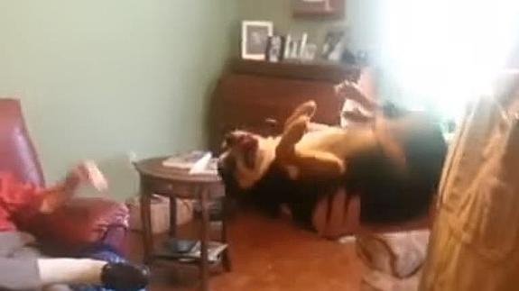 El chihuahua que se hace el muerto cuando lo separan de su dueño