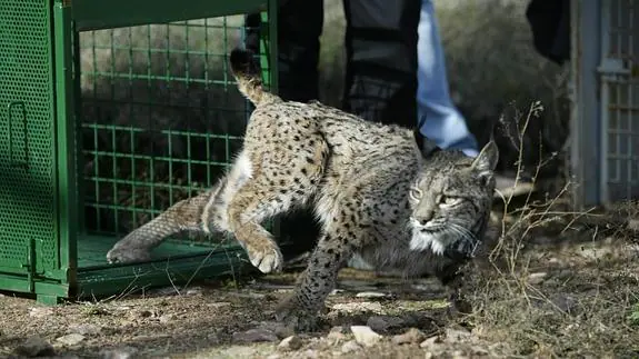 Las mejores Jaulas Trampa de Animales. Comparativa y Recomendaciones