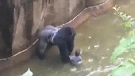 El momento agónico en el que un gorila atrapa a un bebé en el zoo