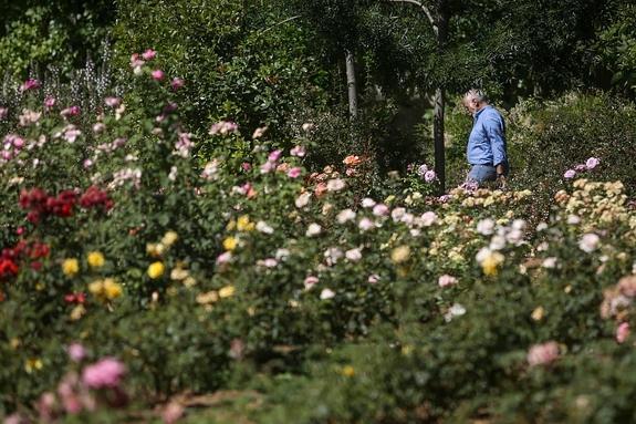 La floración ha llegado este año con dos semanas de retraso debido a las temperaturas.