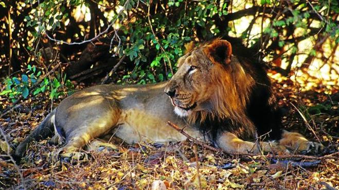 El peligroso aumento de los leones asiáticos: cinco víctimas humanas en  cinco meses | Ideal