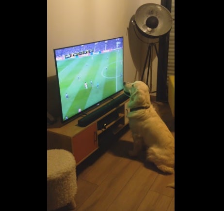 Este perro no pierde detalle de la Eurocopa