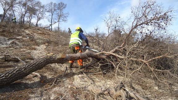 Finalizan los trabajos de emergencia en la zona del incendio de Quesada