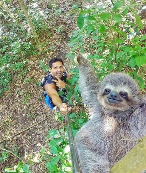 La foto de un sonriente perezoso gracias a un «palo selfie»
