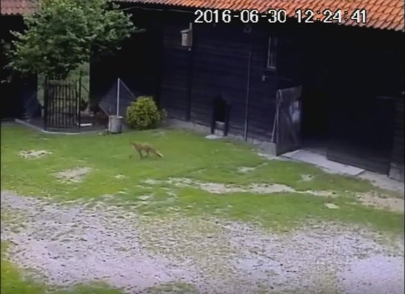 Un perro salva 'in extremis' a unas gallinas de ser atacadas por un zorro