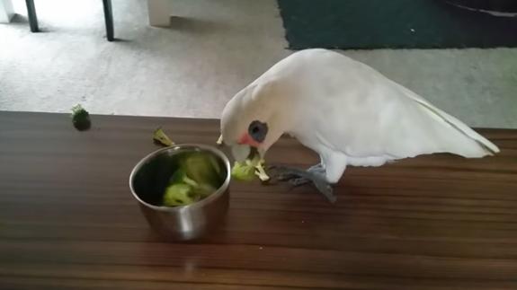 El loro que manda "a la mierda" a su dueña para no comer brócoli