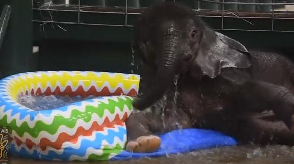La genial reacción de un bebé elefante al bañarse en una piscina por 1ª vez