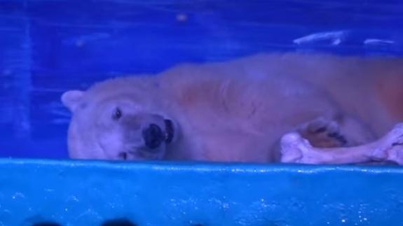 La desoladora vida del oso más triste del mundo