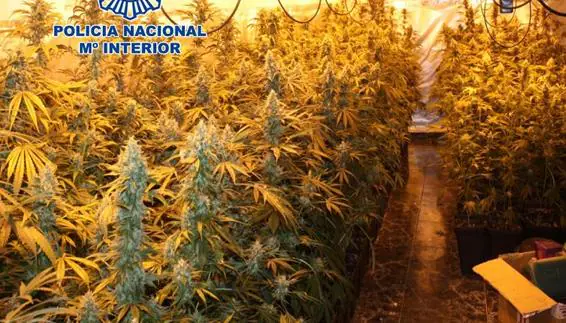 Desmantelan en La Chana una plantación interior de 324 plantas de cannabis