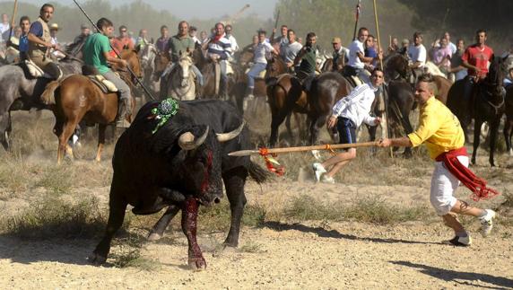 El Toro de la Vega en Tordesillas. 