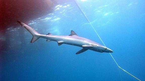Un pequeño tiburón tipo 'tintorera'.