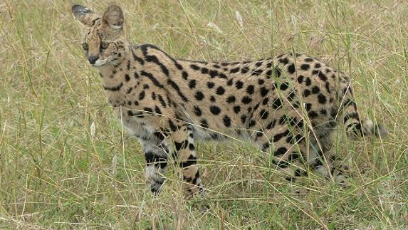 Podría tratarse de un savannah. 