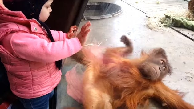 El bebé orangután que baila breakdance arrasa en Youtube