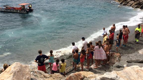 La tortuga, en la parte centroizquierda de la imagen, antes de ser devuelta al mar