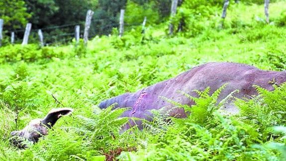 La res fue abatida una vez localizada en la zona de Kukuarri, por donde paseaba el vecino. 