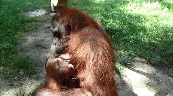 Rocky, el primer orangután en imitar los sonidos del habla humana