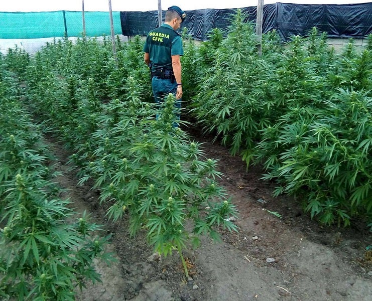 Arrestado por tener una plantación de 160 plantas de marihuana en Nacimiento