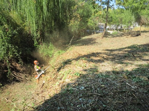 Un trabajador corta con una guadaña mecánica la vegetación de la ribera de la zona alta del cauce del río Frío.